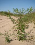 Ambrosia artemisiifolia. Цветущие растения. Краснодарский край, Анапский муниципалитет, с. Витязево, дюна Витязевской косы, \"трасса\" квадроциклов. 22.08.2015.