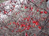 Berberis thunbergii