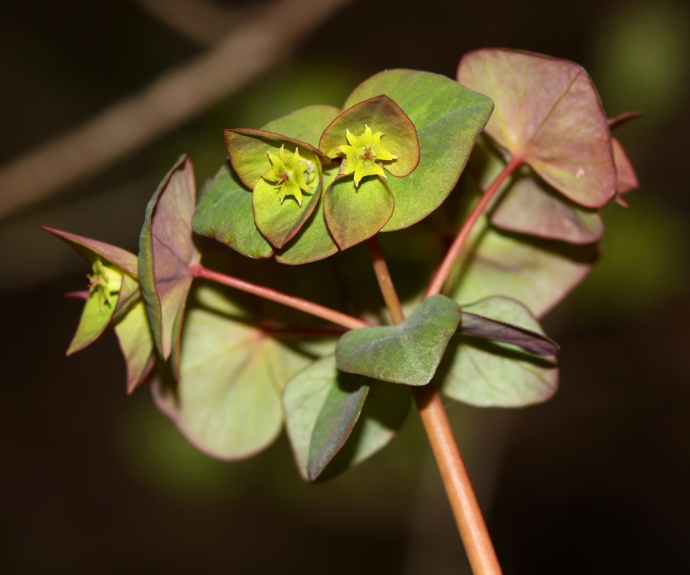 Image of Euphorbia savaryi specimen.