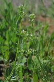 Galium tricornutum