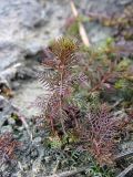 Myriophyllum sibiricum