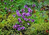 Thymus подвид britannicus