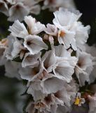 Limonium sinuatum