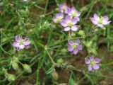 Spergularia rubra. Верхушка побега с цветками и бутонами. Кировская обл., Яранский р-н, село Лум, поле. 16.06.2015.