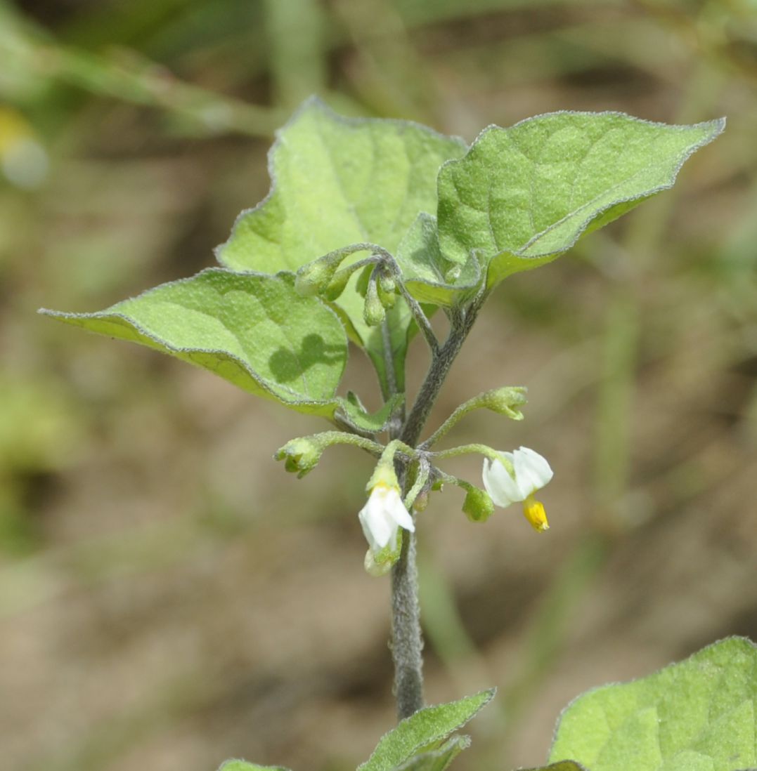 Изображение особи род Solanum.