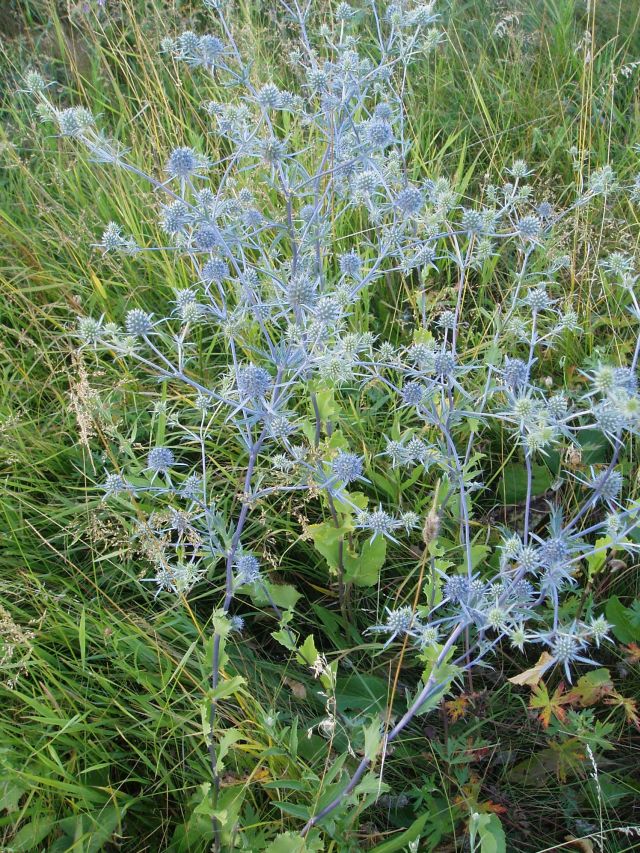 Изображение особи Eryngium planum.