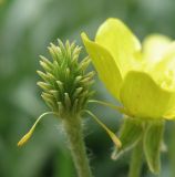 Ranunculus oxyspermus