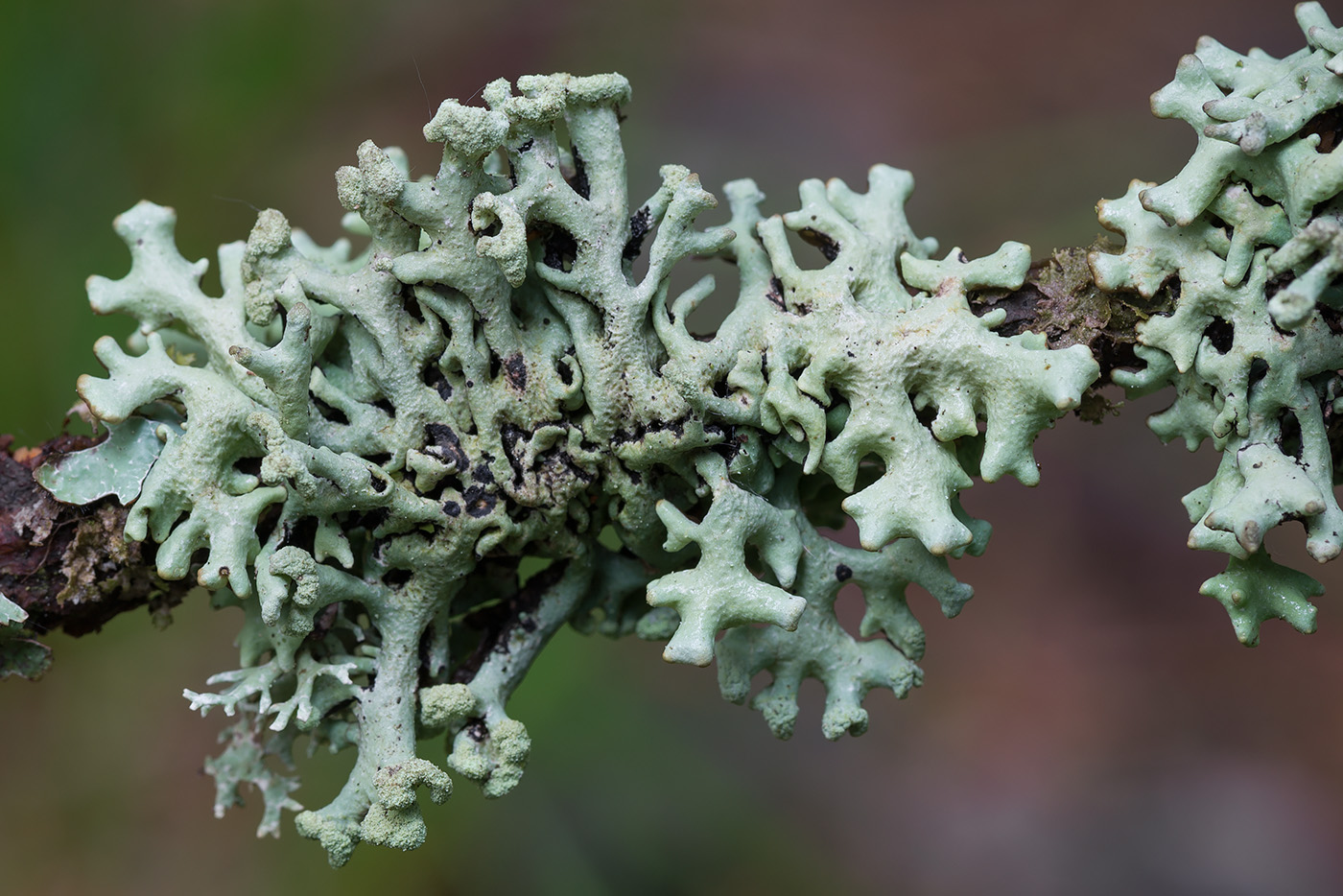 Изображение особи Hypogymnia tubulosa.