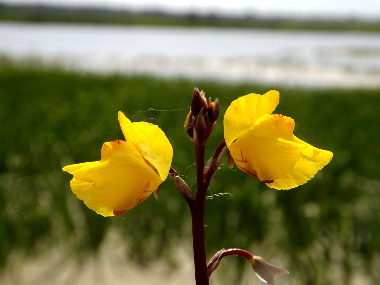 Изображение особи Utricularia vulgaris.