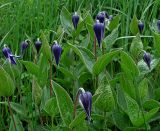 Clematis integrifolia