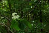 Sorbus torminalis