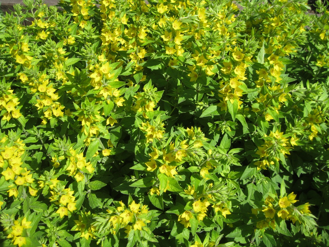 Image of Lysimachia punctata specimen.