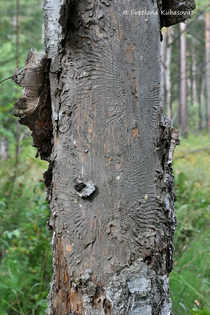 Изображение особи Betula pendula.