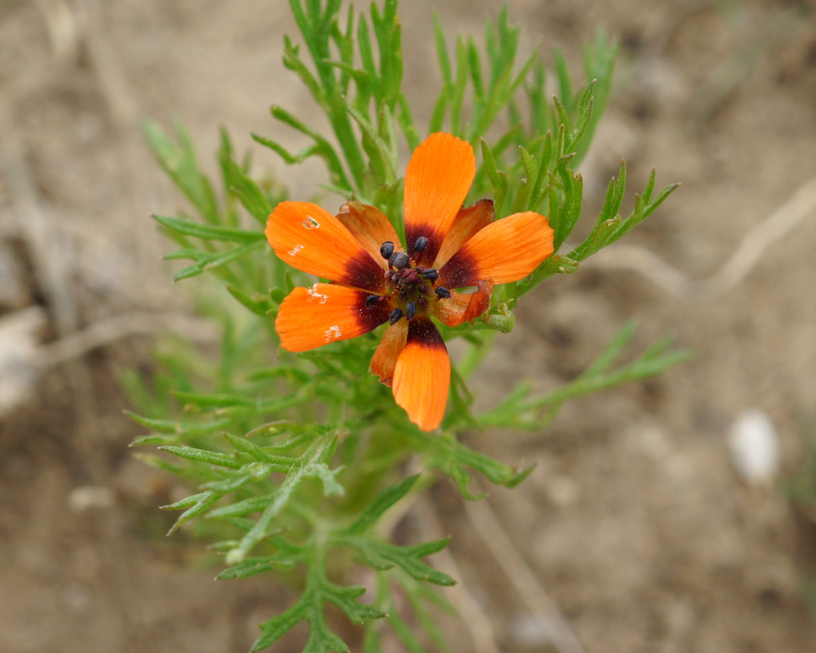 Изображение особи Adonis parviflora.