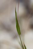 Setaria viridis