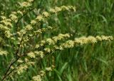 Spiraea hypericifolia