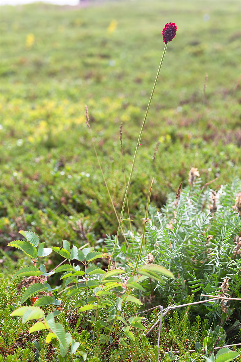 Изображение особи Sanguisorba officinalis.