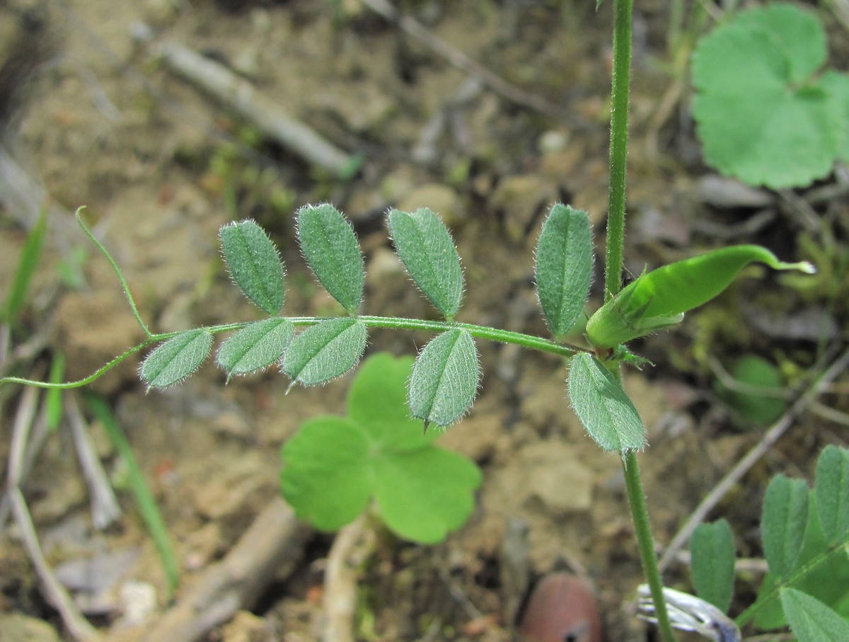 Изображение особи Vicia cordata.