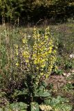 Verbascum marschallianum