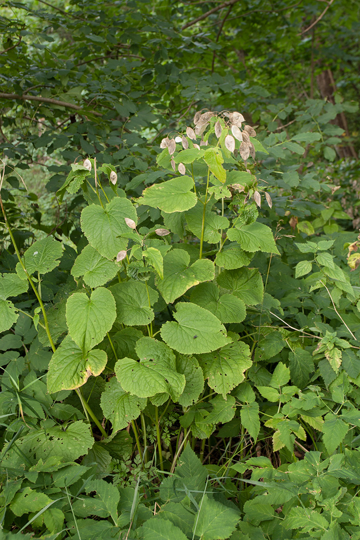 Изображение особи Lunaria rediviva.