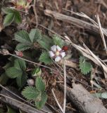 Potentilla micrantha. Цветущее растение. Турция, ил Артвин, окр. монастыря Парехи, луг рядом с ручьем. 25.04.2019.