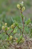 Salix apoda. Верхушка цветущего мужского растения. Республика Адыгея, Майкопский р-н, окр. с. Новопрохладное (Сахрай), сев. склон горы Большой Тхач, 2200 м н.у.м., субальпийский луг. 25.05.2019.