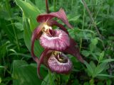 Cypripedium × ventricosum