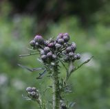 Cirsium palustre