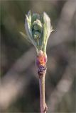 Sorbus aucuparia