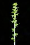 Herminium monorchis