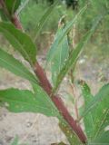 Oenothera rubricaulis