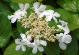 Viburnum furcatum