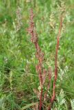 genus Chenopodium. Верхушка плодоносящего растения. Иркутск, р. Ангара, о. Конный, разнотравный луг. 22.08.2022.