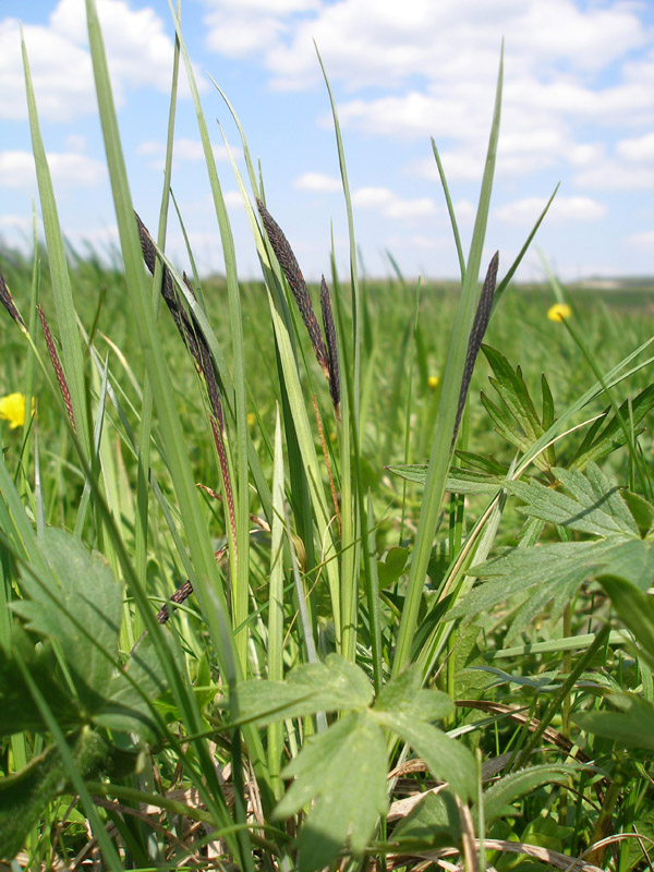 Изображение особи Carex acuta.