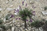 Astragalus subuliformis. Цветущее растение с обнаженным стержневым корнем. Крым, хр. Узун-Сырт, склон с выходами известняков. 31 мая 2021 г.