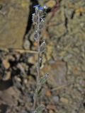 Myosotis ramosissima. Соцветие. Южный берег Крыма, окр. пгт Гурзуф. 14.05.2007.
