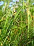 Carex tomentosa