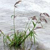 Echinochloa tzvelevii. Плодоносящее(?) растение в воде у берега. Астраханская обл., Харабалинский р-н, р. Волга. 27.08.2009.