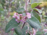 Cotoneaster integerrimus