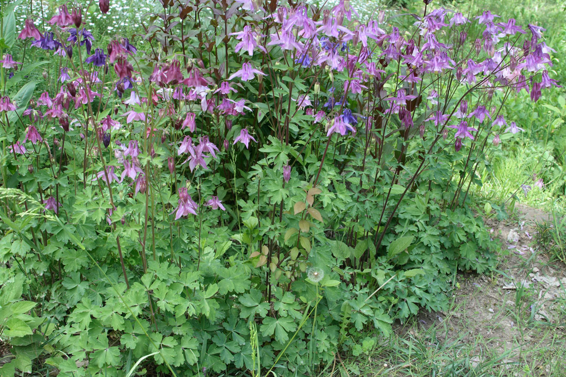 Изображение особи Aquilegia vulgaris.