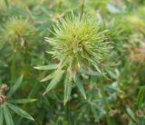 Phuopsis stylosa. Соплодие. Южный берег Крыма, Никитский ботанический сад. 21 июля 2012 г.