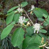 Lonicera xylosteum