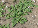 Erodium cicutarium. Цветущее растение. Украина, г. Запорожье. 01.05.2011.