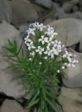 Asperula cretacea. Цветущее растение. Крым, Ялтинская яйла, каменистая осыпь. 29 июня 2013 г.