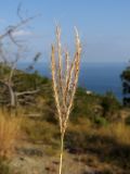 Bothriochloa ischaemum. Соплодие. Краснодарский край, г. Новороссийск, ур. Широкая Балка, прибрежная гора, можжевеловое редколесье. 25.08.2013.