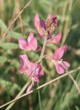 Oxytropis floribunda. Соцветие повторно зацветшего растения. Восточно-Казахстанская обл., Глубоковский р-н, окр. с. Предгорное, остепнённый склон холма. 20.08.2013.