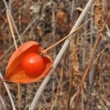 Alkekengi officinarum разновидность franchetii. Плод. Приморский край, Уссурийский гор. округ, окр. с. Монакино, заросли у ручья Бассейка. 09.11.2013.