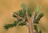 Salsola vermiculata. Верхушка обломанной веточки с молодыми побегами. Израиль, Самарийская пустыня, перекрёсток Шомрони Гатов, окр. поселения Алон, каменистая площадка, рудеральное местообитание. 30.01.2014.