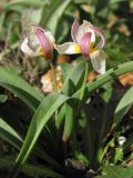 Tulipa biflora