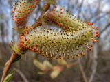 Salix miyabeana